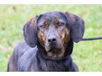 Adopt AMARYLLIS a Plott Hound, Mixed Breed