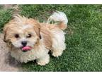 Shih Tzu Puppy for sale in Columbia, MO, USA