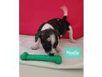 Adopt Noelle a Beagle