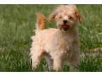Maltipoo Puppy for sale in Dayton, OH, USA
