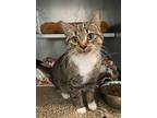 Adopt Kitty a Domestic Short Hair