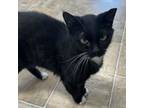 Adopt Boots 5036 a Domestic Short Hair