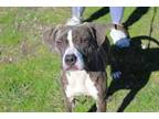 Adopt Diamond C a American Staffordshire Terrier