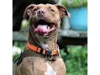 Adopt Ginger a American Staffordshire Terrier
