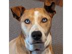 Adopt Cairo - Stunning Blue Eyes! a Husky, Labrador Retriever
