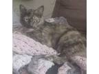 Adopt Mopsey a Domestic Short Hair