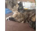 Adopt Flopsey a Domestic Short Hair