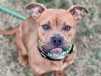 Adopt JOY a Pit Bull Terrier, Mixed Breed