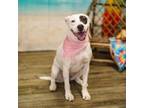 Adopt Patches a Pit Bull Terrier