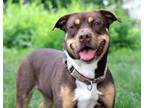 Adopt Roxy Anne - CL a Rottweiler, Pit Bull Terrier