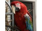 Adopt Liberty AKA Bertie a Macaw