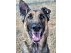 Adopt PEBBLES a German Shepherd Dog, Mixed Breed