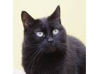 Adopt Natasha a Domestic Short Hair