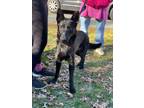 Adopt Sabrina a German Shepherd Dog