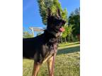 Adopt Athena a German Shepherd Dog