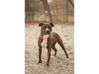 Adopt Sweet Pea a Pit Bull Terrier, Mixed Breed