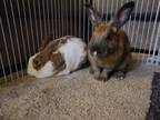 Adopt Clarissa & BB a Bunny Rabbit