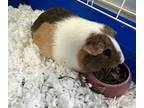 Adopt Winnie a Guinea Pig