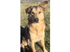 Adopt Lady a German Shepherd Dog