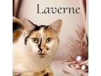 Adopt Laverne a Calico