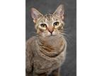 Adopt Holly a Tabby