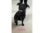 Adopt Kesha a Labrador Retriever