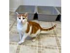 Adopt Sallie a Domestic Short Hair