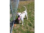 Adopt Sidney a Pit Bull Terrier