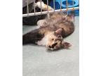 Adopt Jenny a Domestic Long Hair