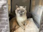 Adopt Lorena a Siamese