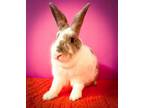 Adopt Maggie Grace a Bunny Rabbit