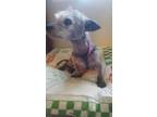 Adopt Layla~ a Chinese Crested Dog, Terrier