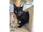 Adopt Molly a Domestic Short Hair