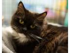 Adopt Lilly a Domestic Long Hair, Ragdoll