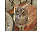 Adopt Layla-check out my video! a Tabby, Domestic Short Hair