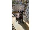 Adopt Deliah a Rottweiler, Labrador Retriever