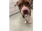 Adopt CANDACE a Pit Bull Terrier, Mixed Breed