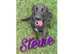 Adopt Stevie a Shepherd