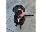 Adopt Stevie-VIP-$30 a Black Labrador Retriever