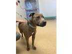 Adopt Jewel a Pit Bull Terrier