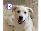 Adopt Laurin **Summer Special** a Great Pyrenees, Husky