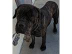 Adopt Wednesday a Bullmastiff, Mixed Breed