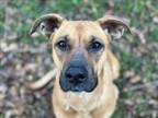 Adopt TAMMY LARSEN a Black Mouth Cur, Mixed Breed