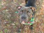 Adopt MACI a Staffordshire Bull Terrier, Mixed Breed