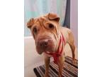 Adopt Emma a Shar-Pei