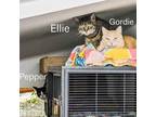Adopt Pepper, Ellie, & Gordie PAIRED ADULTS FIP+ a Domestic Short Hair