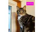 Adopt Anita a Domestic Medium Hair