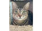 Adopt Willow a Tabby, Domestic Short Hair