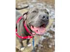 Adopt Pebbles a Pit Bull Terrier, Mixed Breed