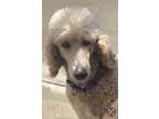 Adopt Winnie a Standard Poodle